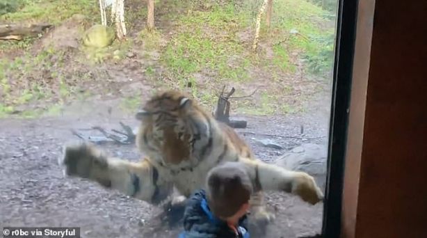 Тигр охотится на ребёнка3